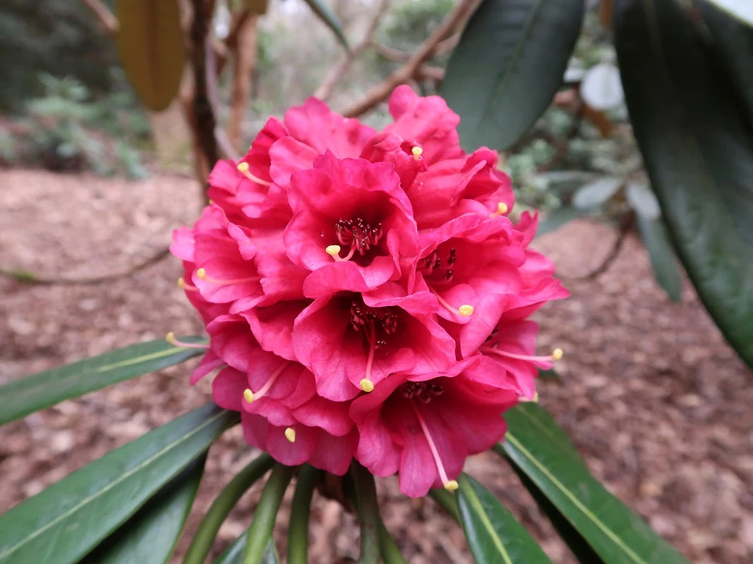 R. hodgsonii